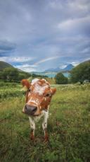 Cute cow - cruelty free