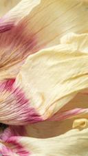 Flower petal - ethical production