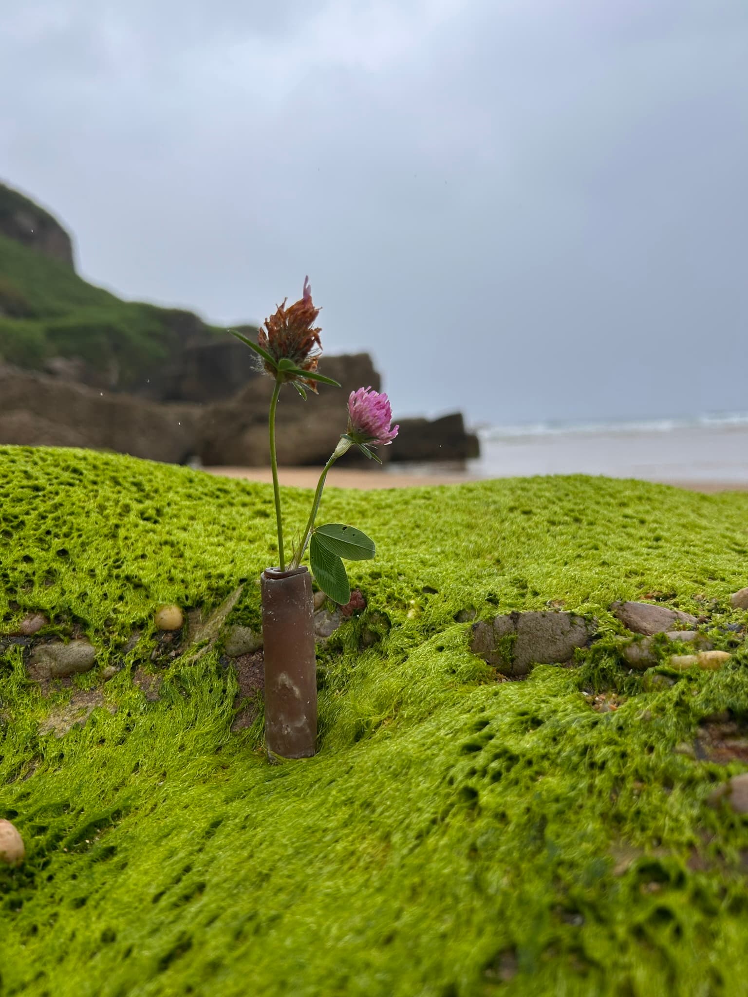 Seaweed mascara refill capsule among algae